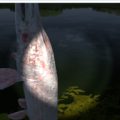【PCゲーム】Fishing Planet　ハロウィンフィッシュAlbino Yeti Garを捕獲！
