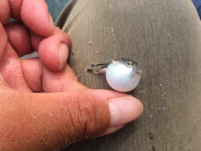2018年8月5日　紀州釣り釣行記　静岡県用宗港　フグに苦戦