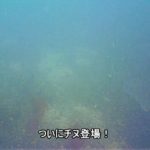 2021年2月14日 紀州釣り釣行記 静岡県用宗港 久しぶりの水中カメラです。